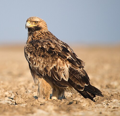 eastern imperial eagle